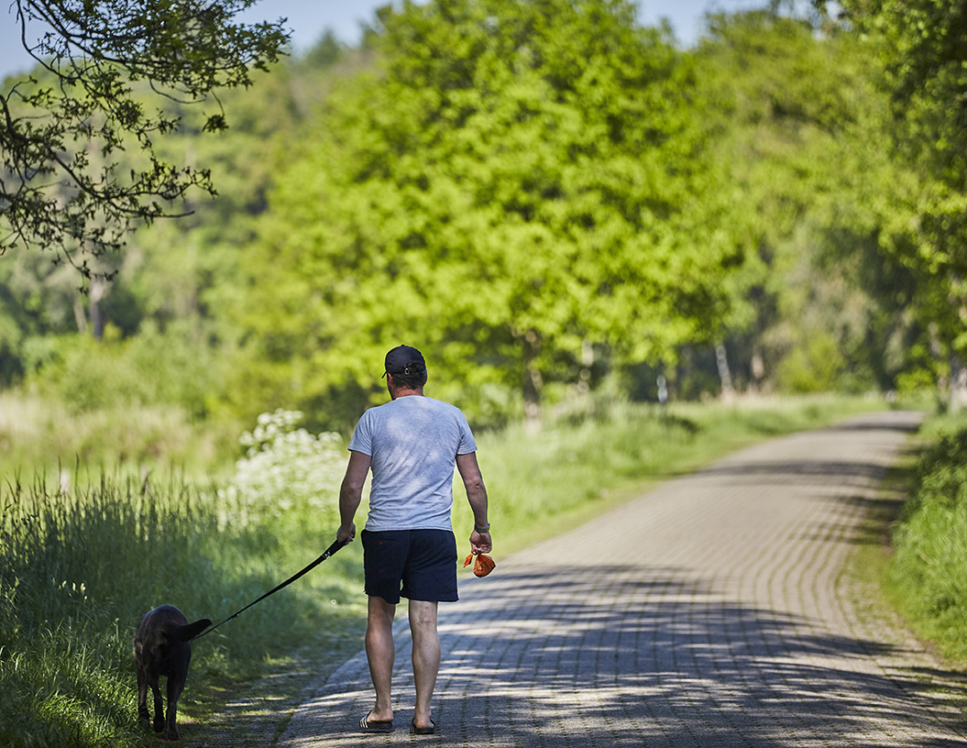 Wandelen hond