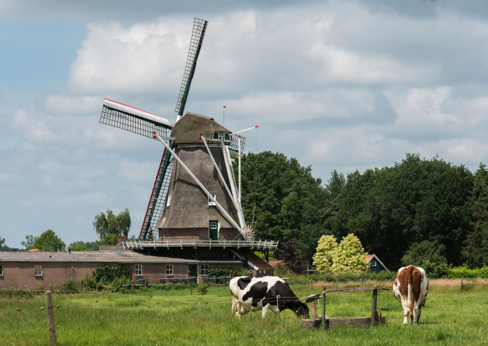 Landschap met een molen en koeien
