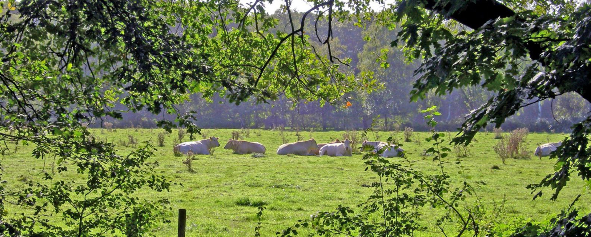 Omgeving Winterswijk Koeien