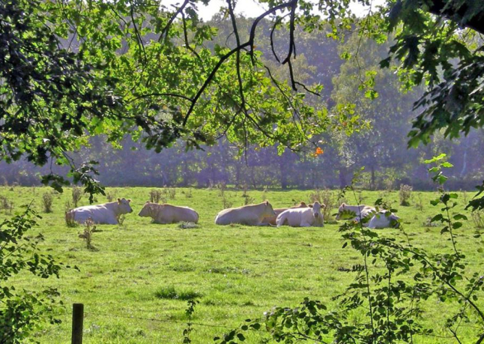 Omgeving Winterswijk Koeien